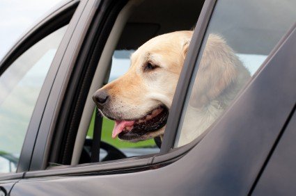 Dog seat-belt